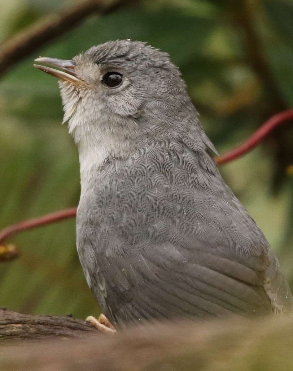 Brasilia Tapaculo - ML612022258