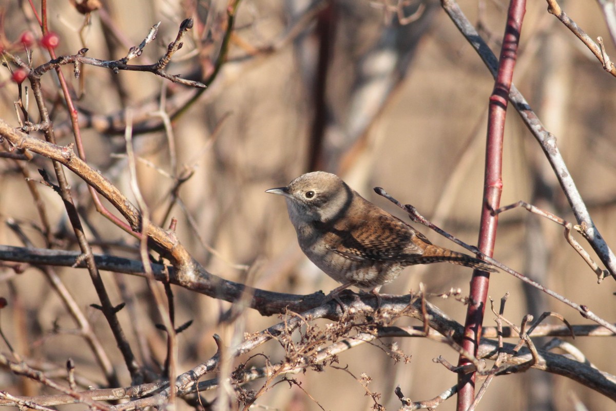 Northern House Wren - ML612022265