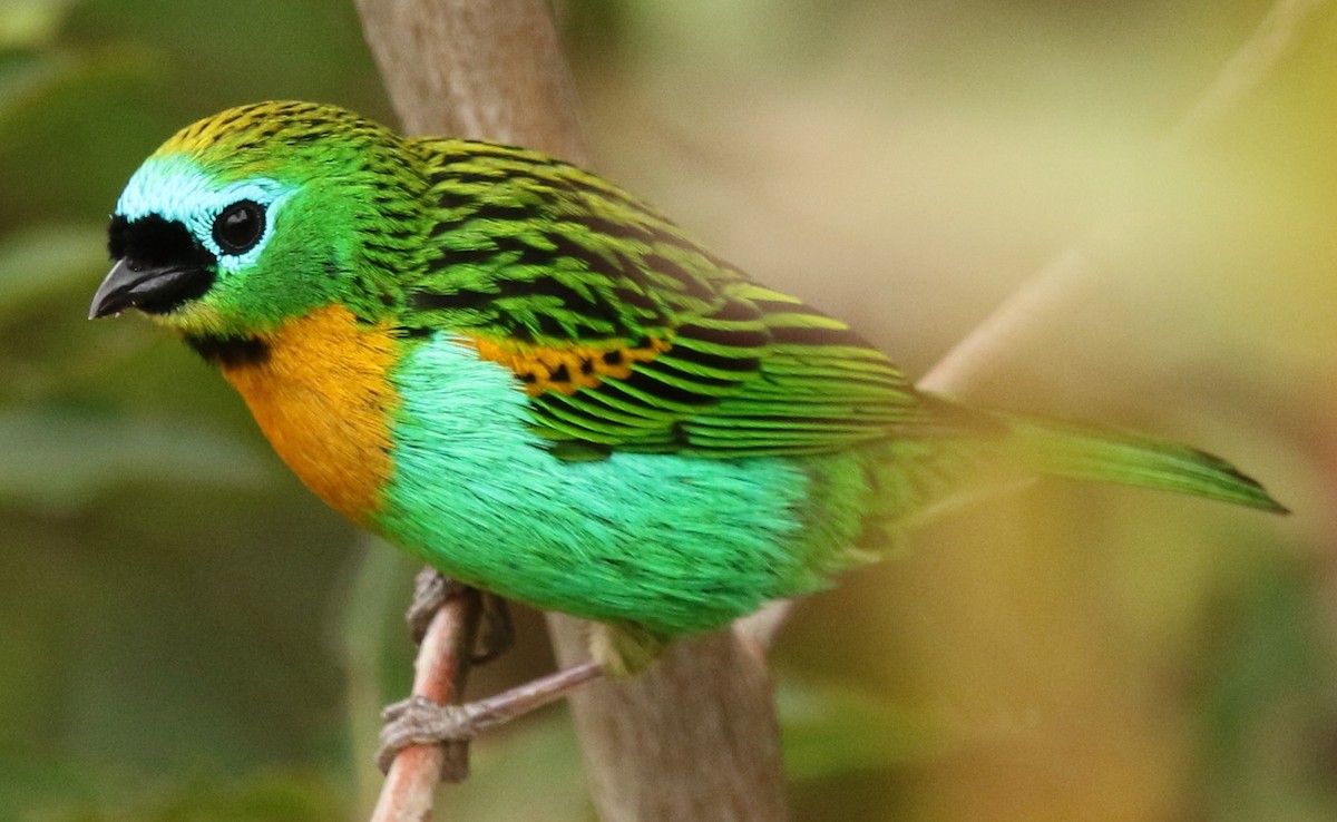 Brassy-breasted Tanager - ML612022343