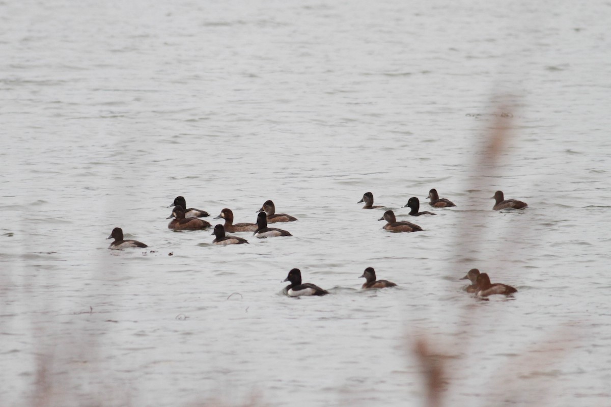 Greater Scaup - ML612022389