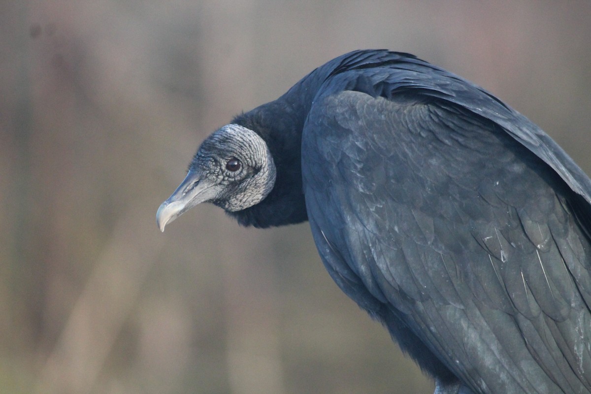 Black Vulture - ML612022486