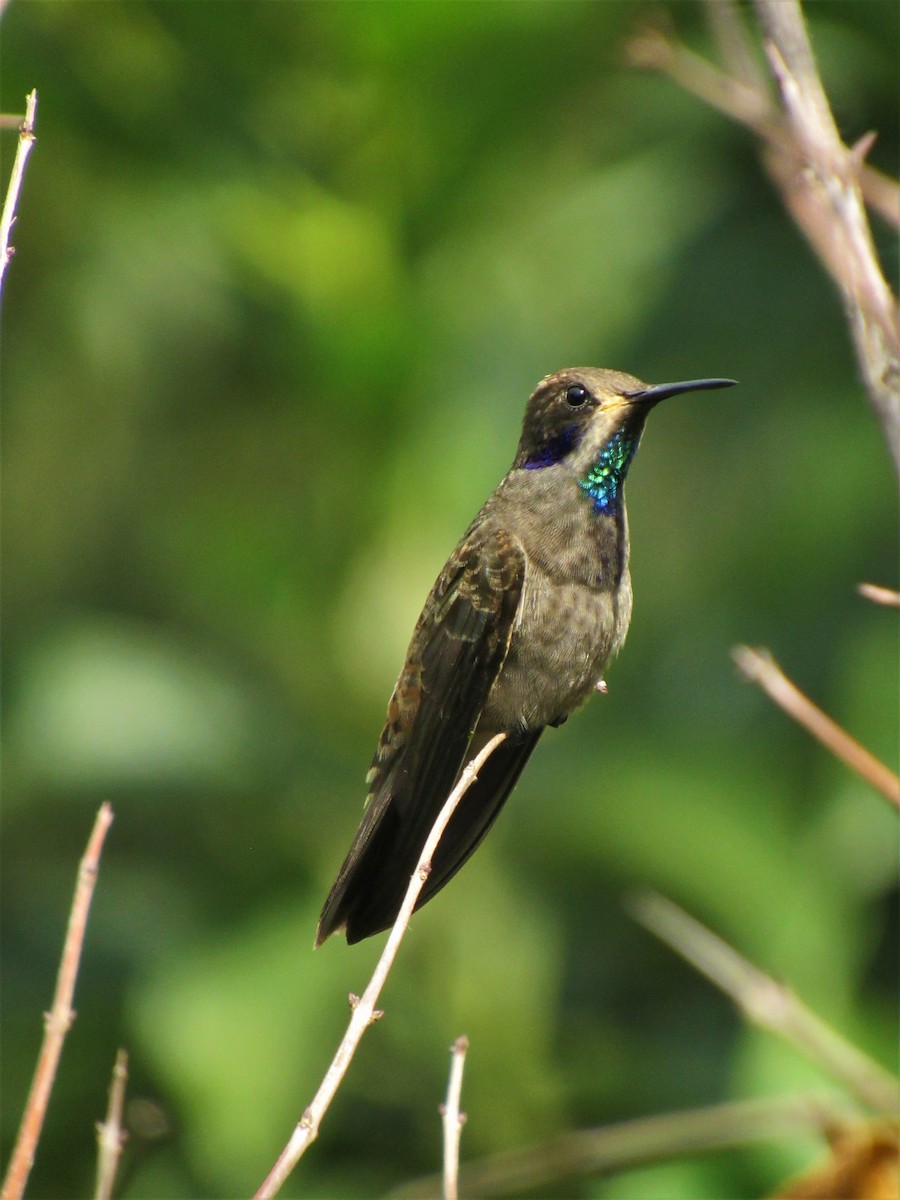 kolibřík fialovouchý - ML612022519