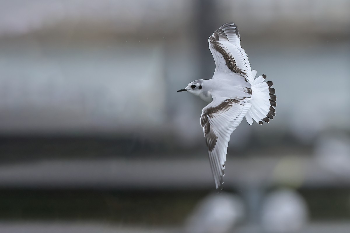 Little Gull - ML612022572