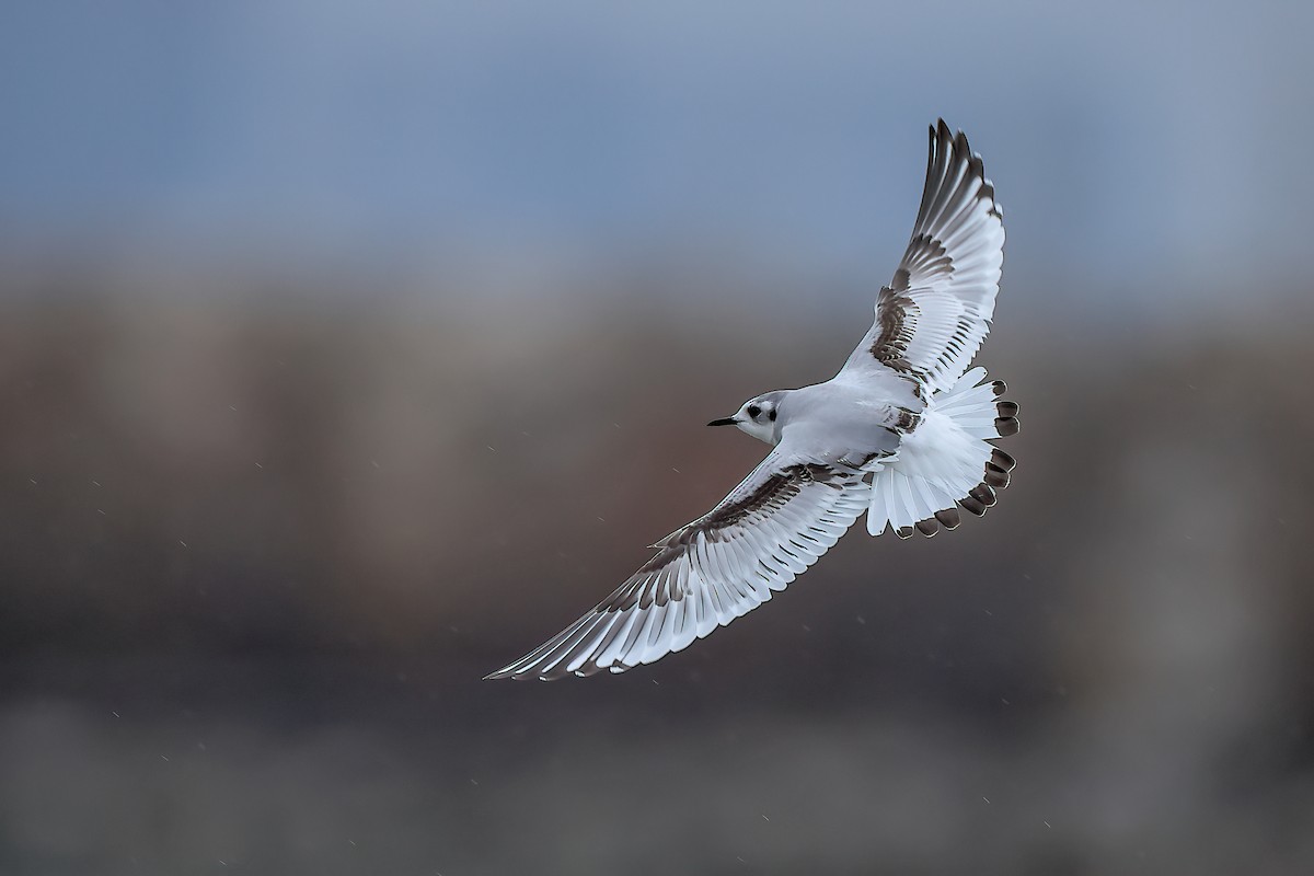 Little Gull - ML612022573