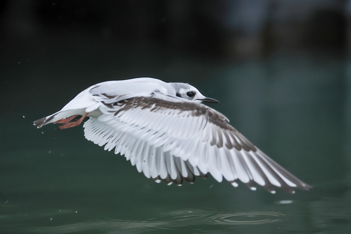 Little Gull - ML612022574