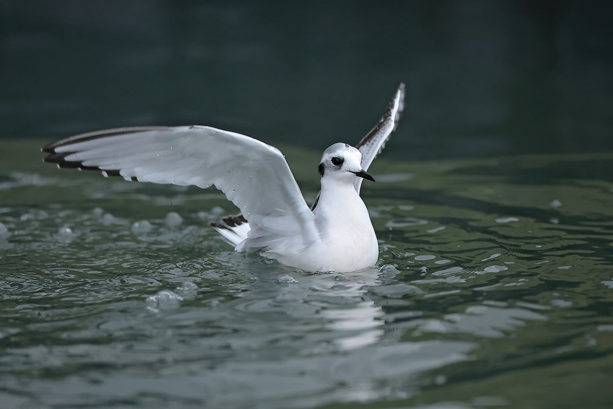 Little Gull - ML612022576