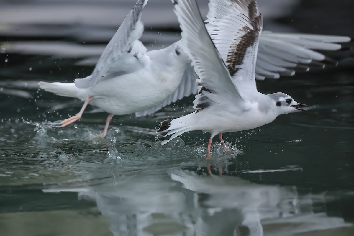 Little Gull - ML612022577