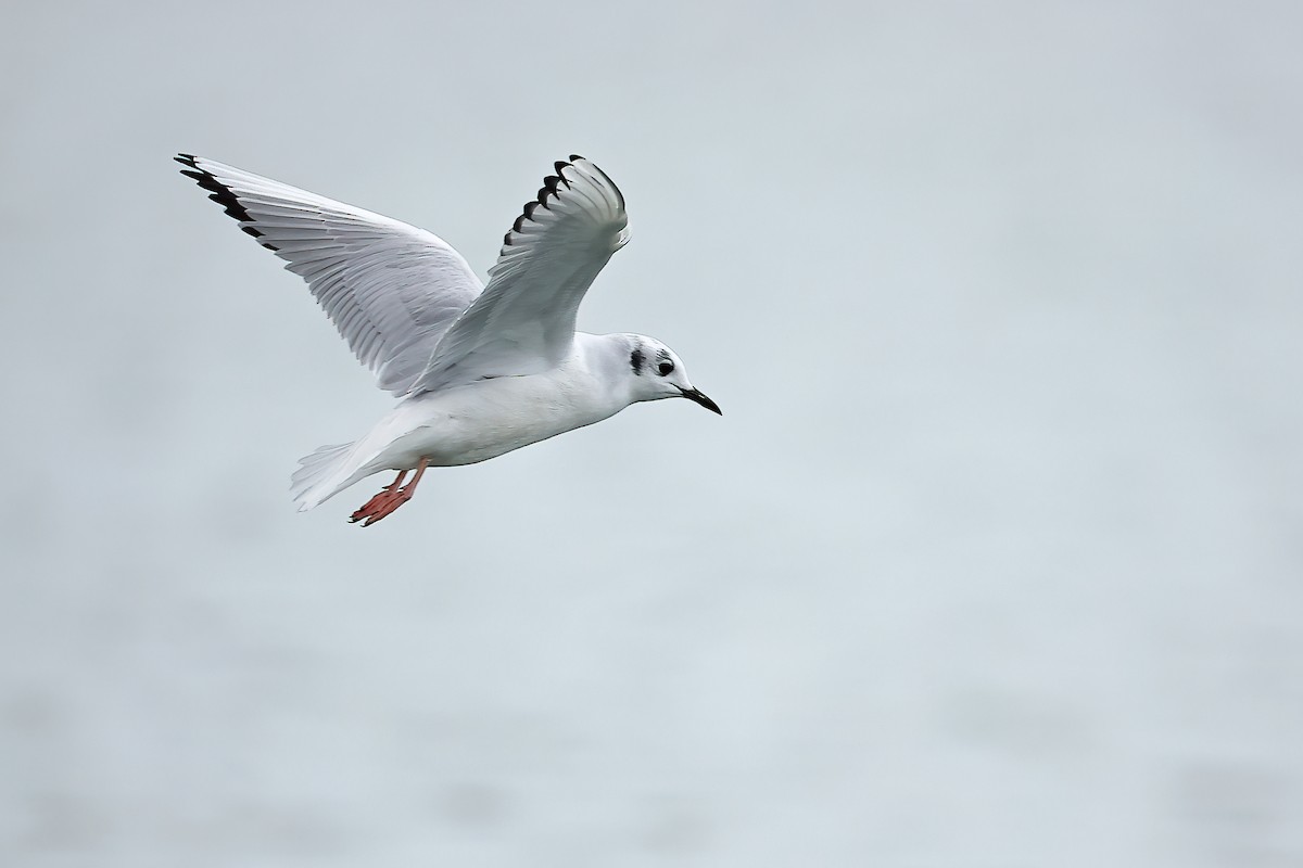 Bonaparte's Gull - ML612022592
