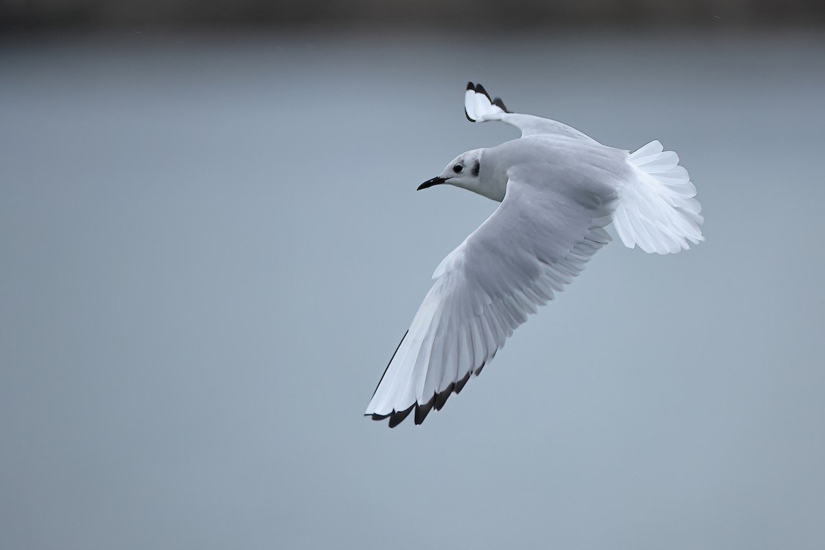 Bonaparte's Gull - ML612022593