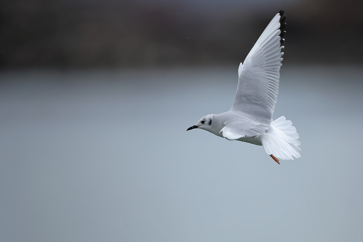 Bonaparte's Gull - ML612022594