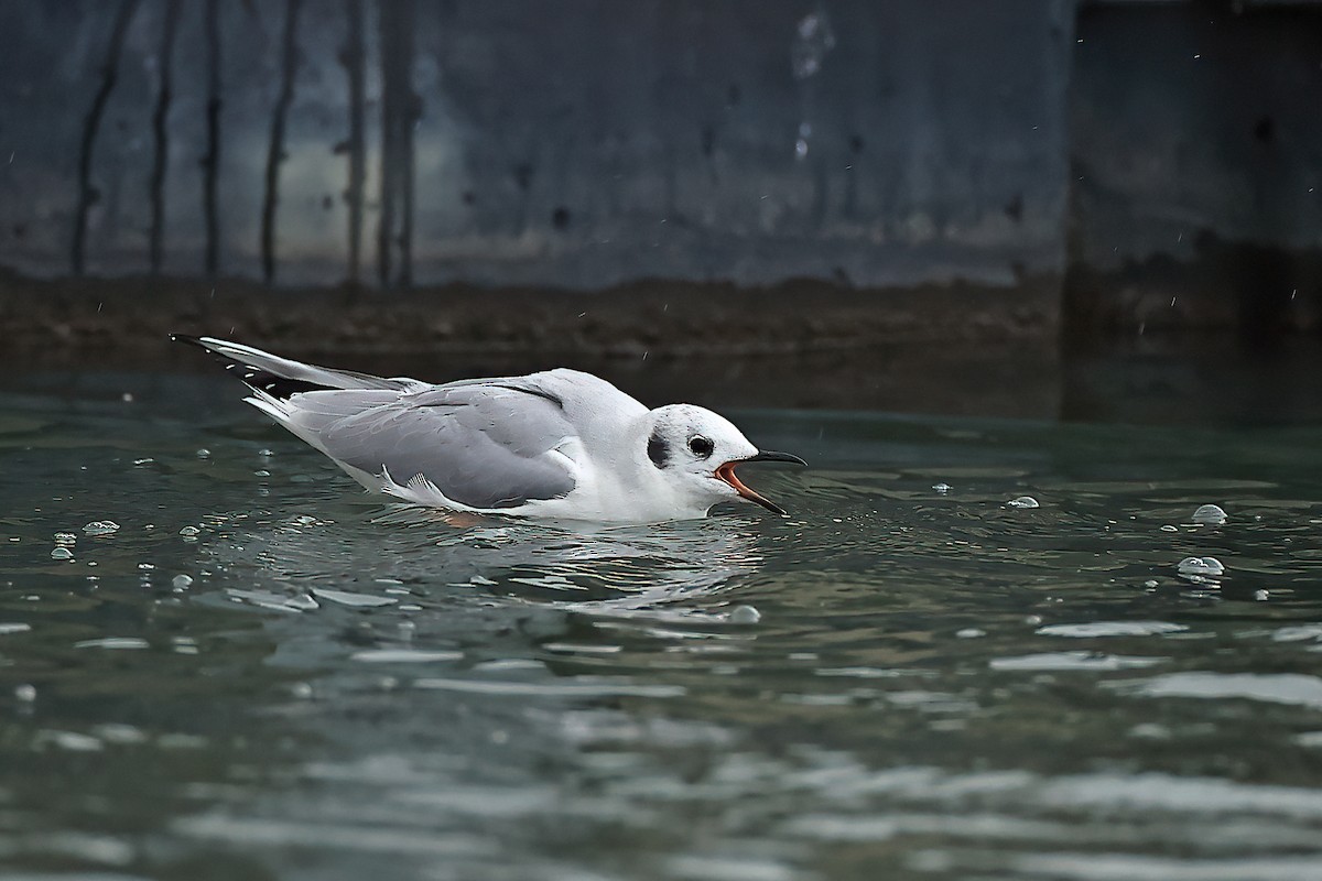 Bonaparte's Gull - ML612022595