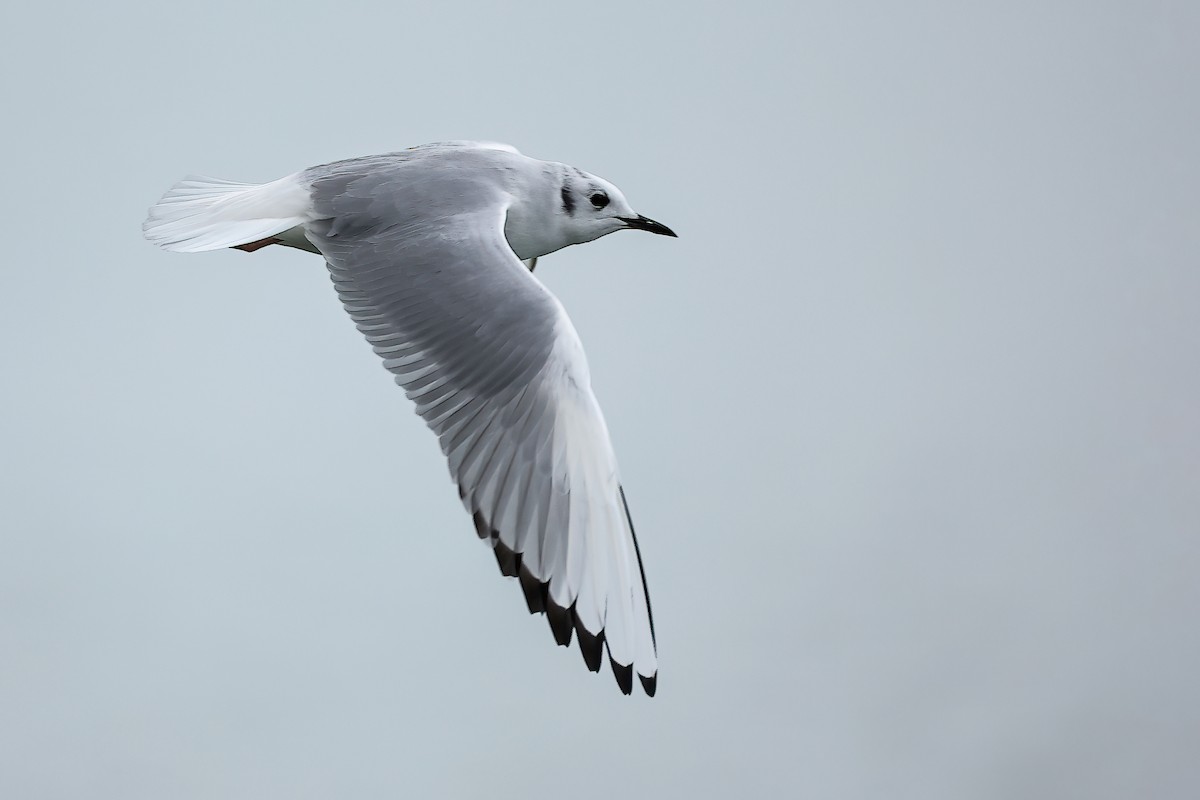 Bonaparte's Gull - ML612022596