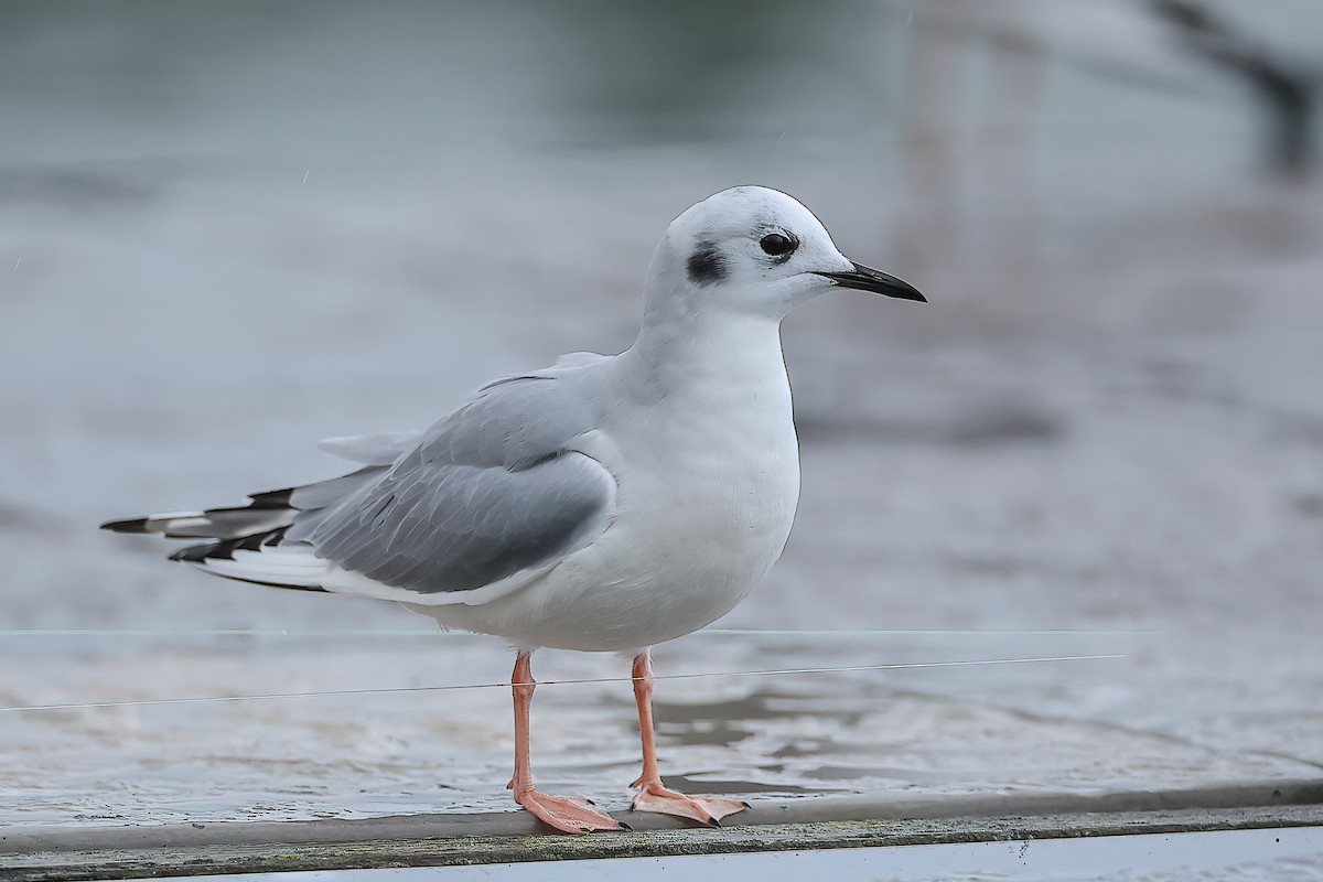 Bonaparte's Gull - ML612022597