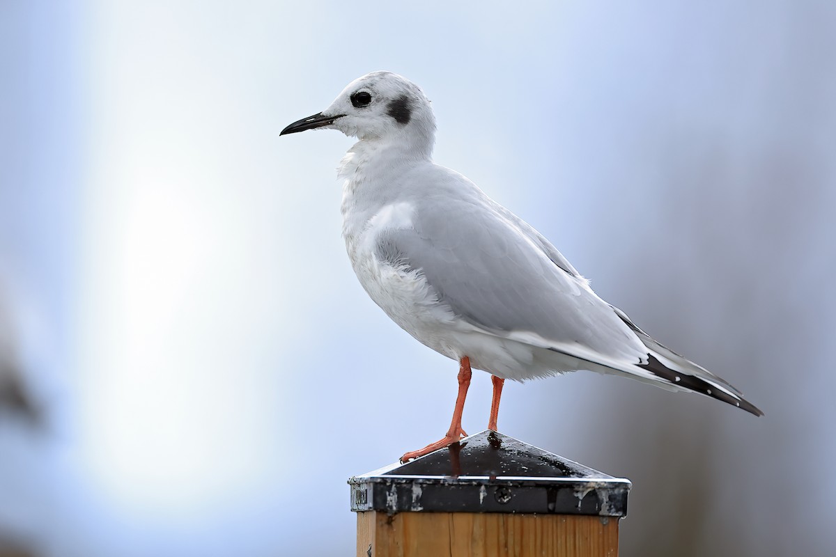 Bonaparte's Gull - ML612022598