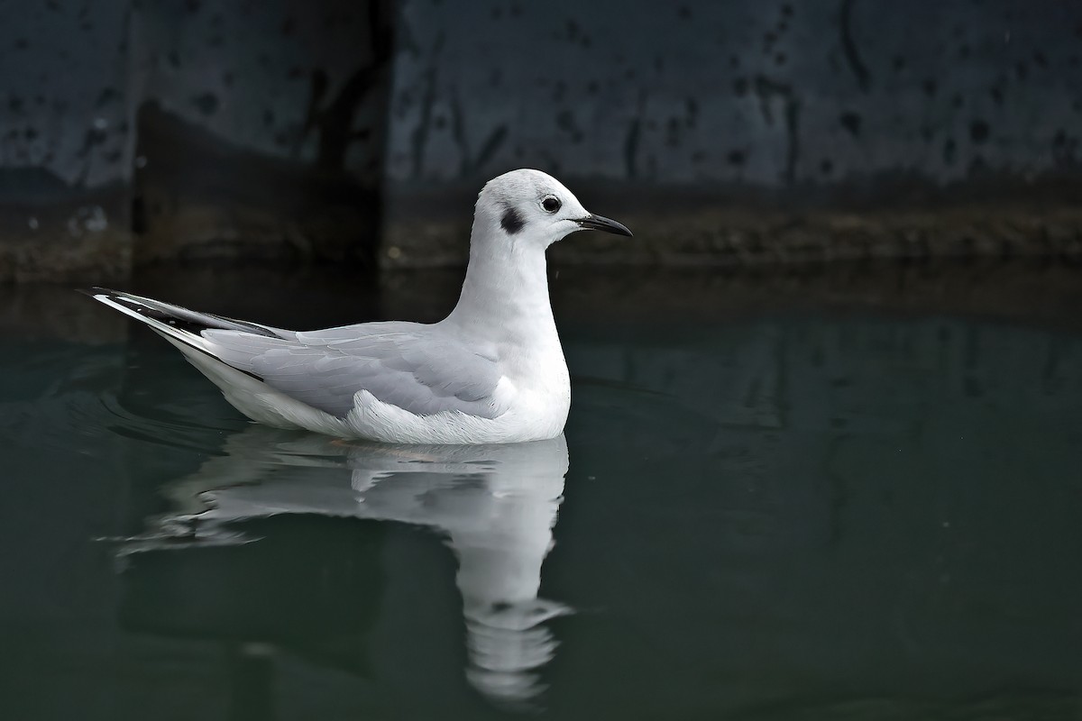 Bonaparte's Gull - ML612022599