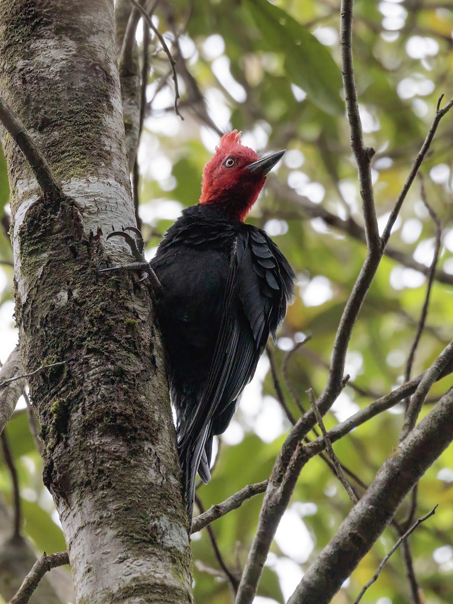 Magellanic Woodpecker - ML612022605