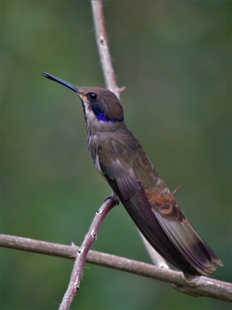 kolibřík fialovouchý - ML612022611