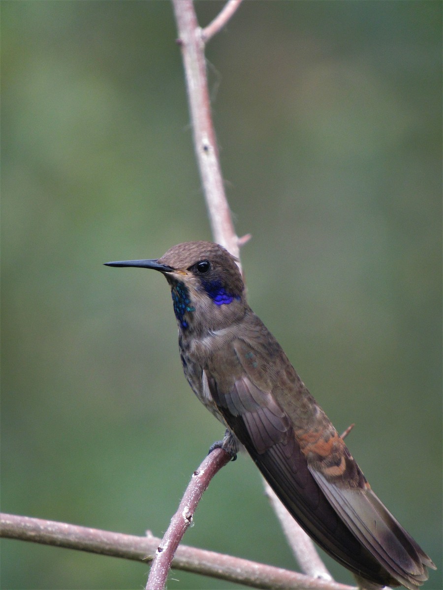 kolibřík fialovouchý - ML612022614