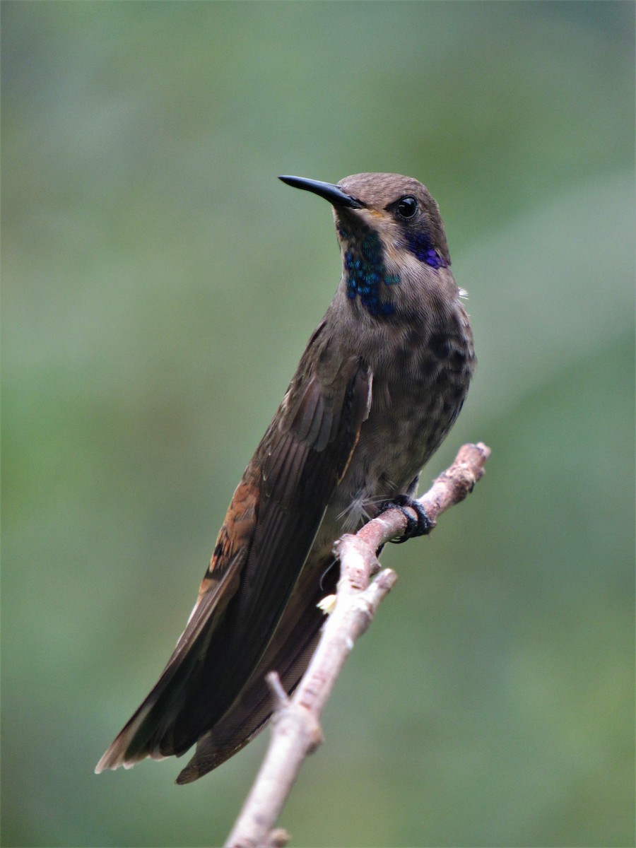 kolibřík fialovouchý - ML612022616