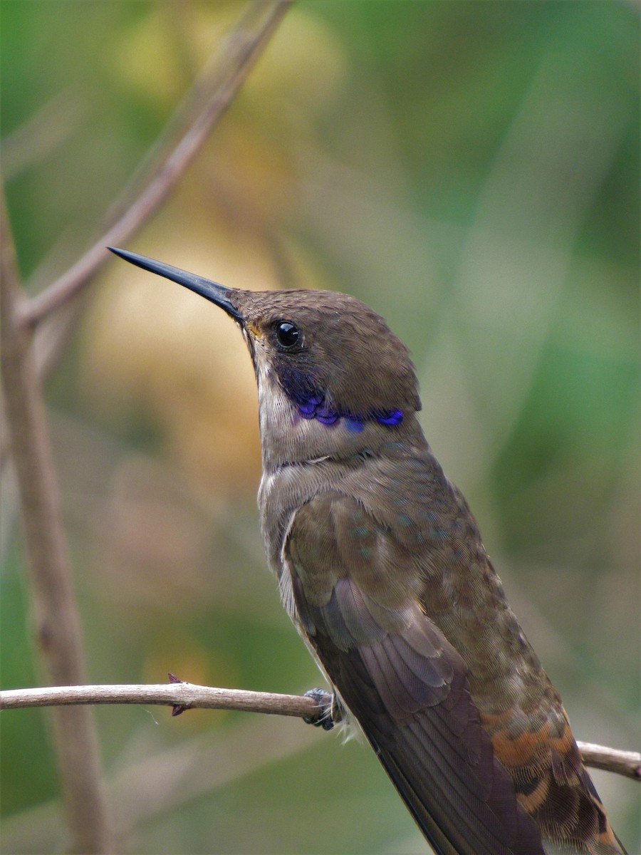 kolibřík fialovouchý - ML612022690