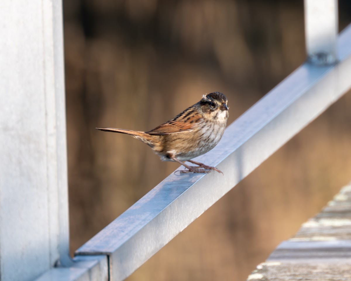 Swamp Sparrow - Peter Rosario