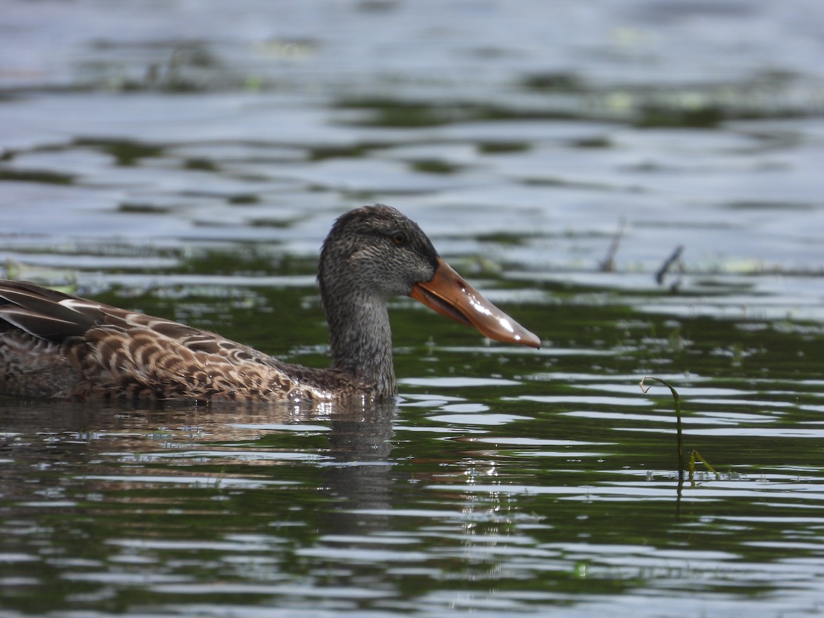 Northern Shoveler - Juan Carlos Luna Garcia