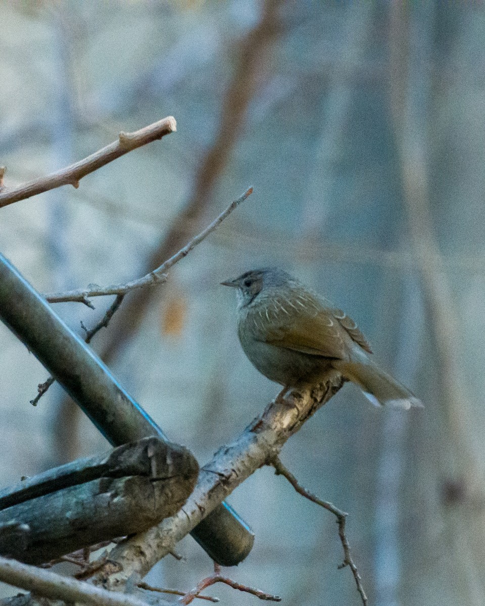 Streaked Laughingthrush - ML612022917