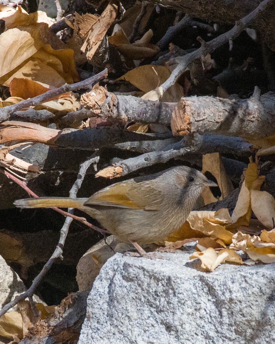 Streaked Laughingthrush - ML612022919