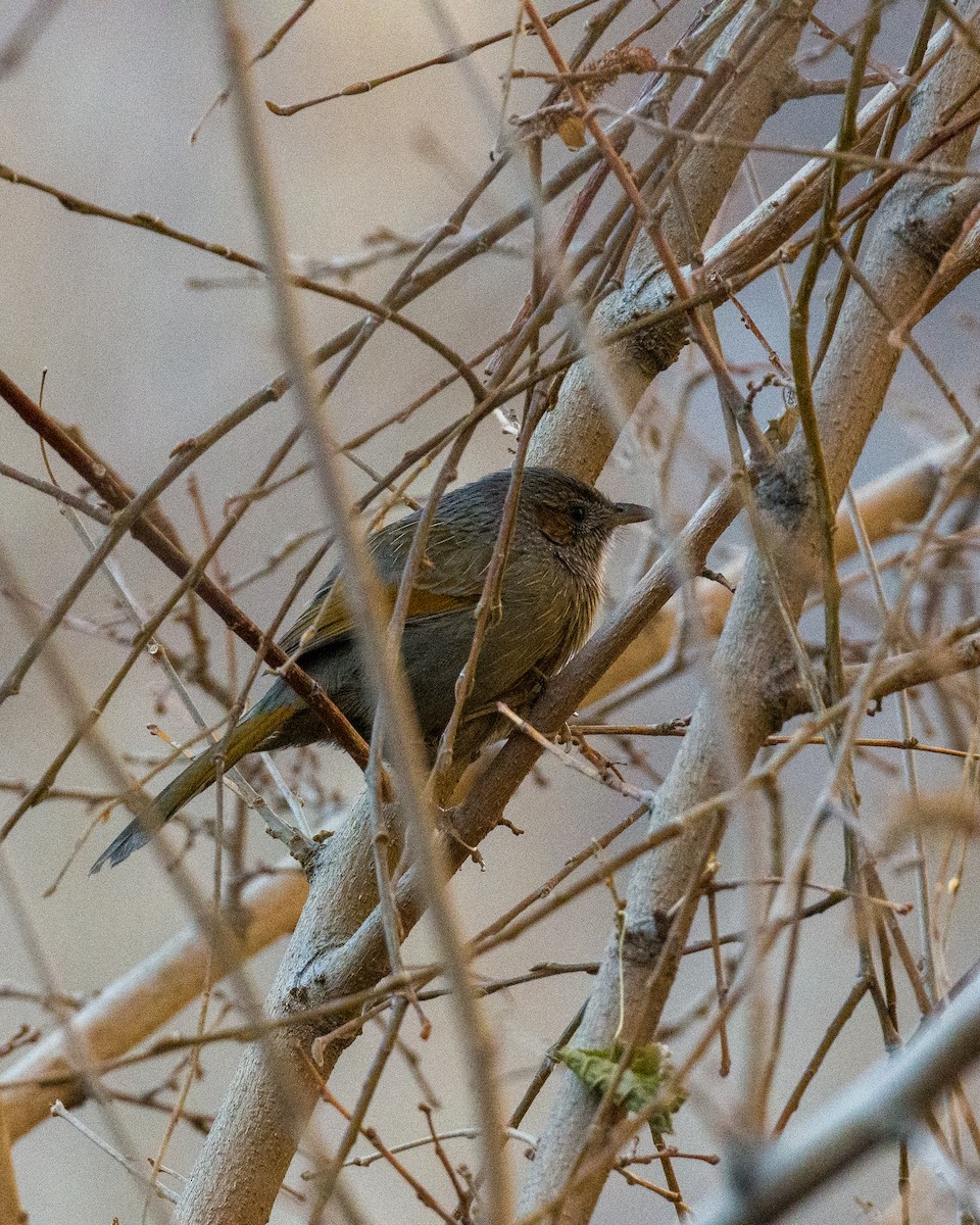 Streaked Laughingthrush - ML612022921