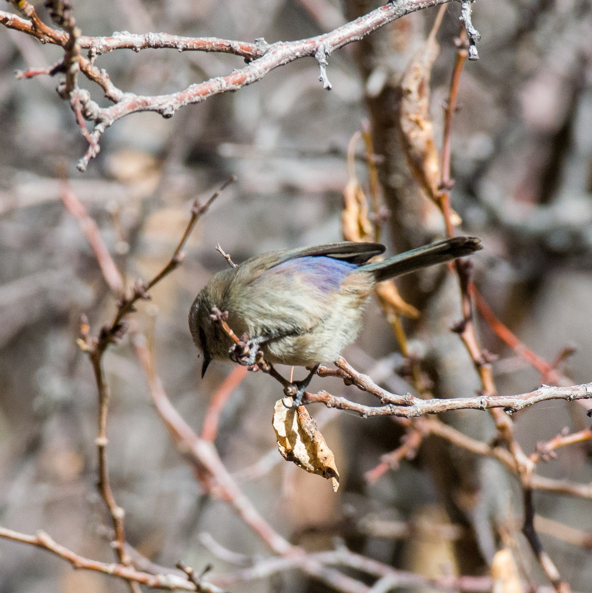 White-browed Tit-Warbler - ML612022937