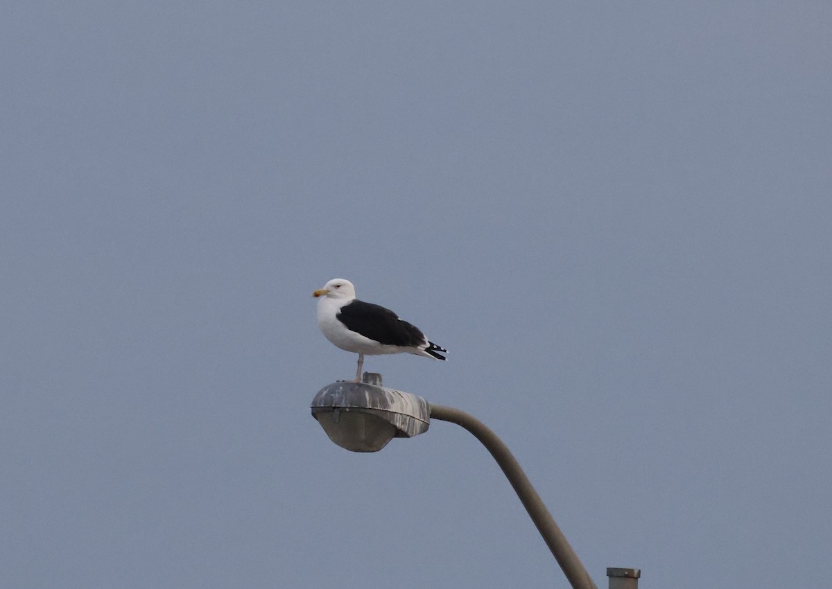 Great Black-backed Gull - ML612022944