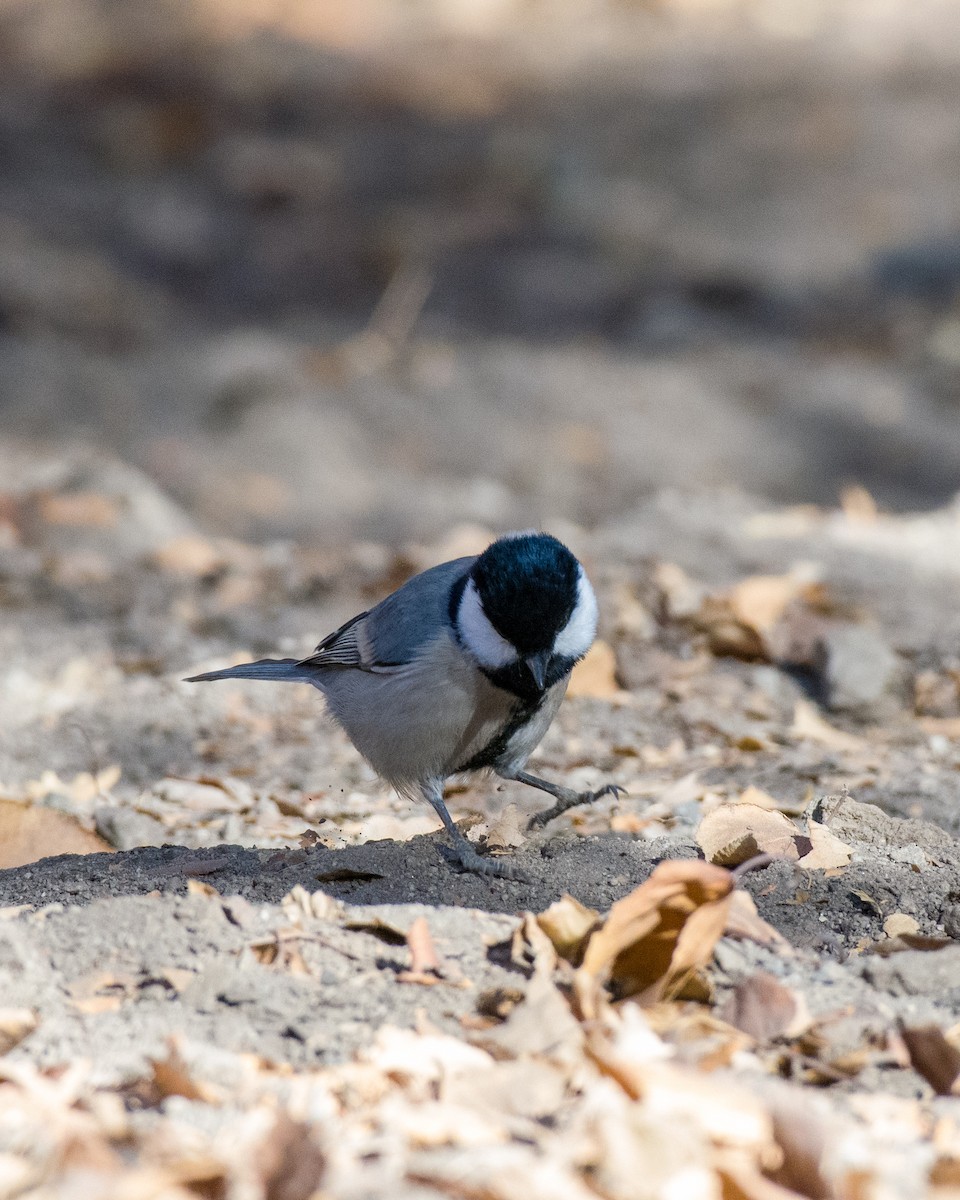 Cinereous Tit - ML612022947