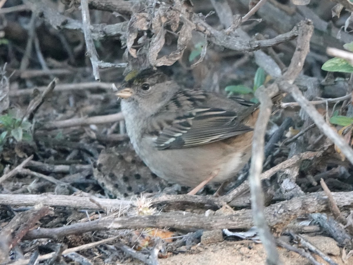 Golden-crowned Sparrow - ML612023021