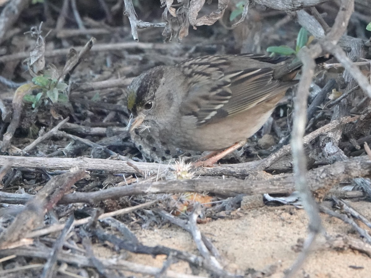 Golden-crowned Sparrow - ML612023023