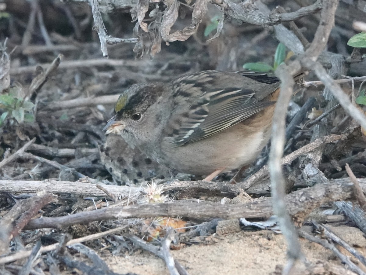 Golden-crowned Sparrow - ML612023024