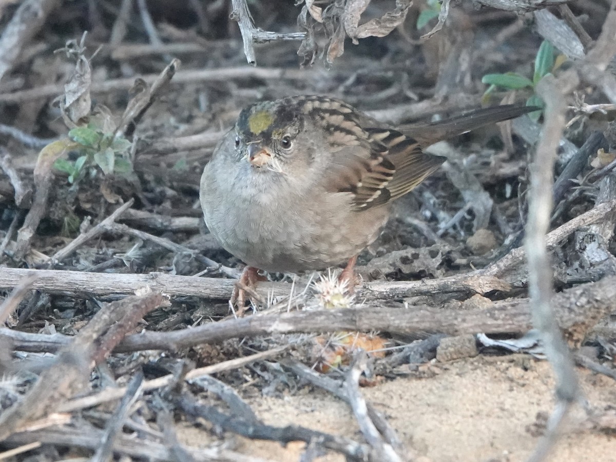 Golden-crowned Sparrow - ML612023025