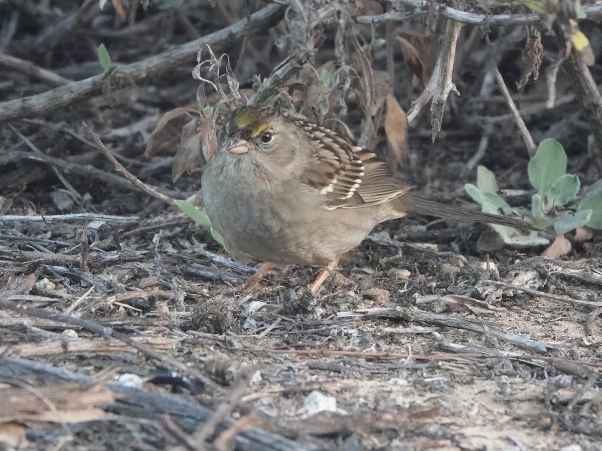 Golden-crowned Sparrow - ML612023026