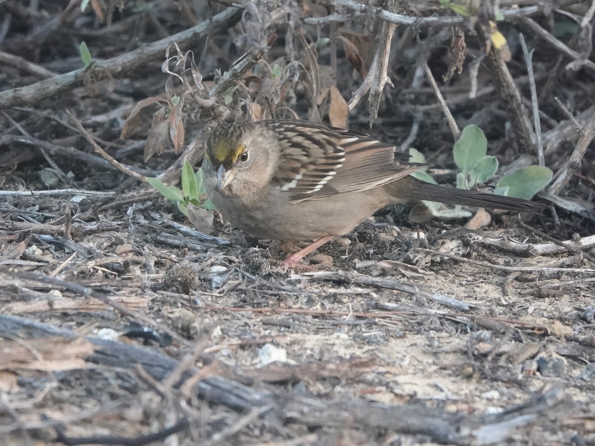 Golden-crowned Sparrow - ML612023029