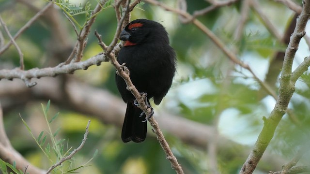 Greater Antillean Bullfinch - ML612023191