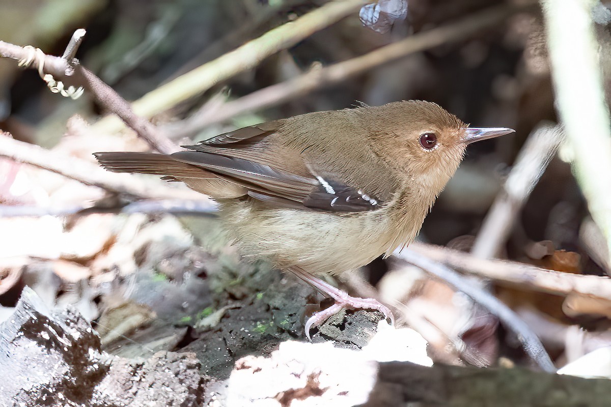 Tropical Scrubwren - ML612023204