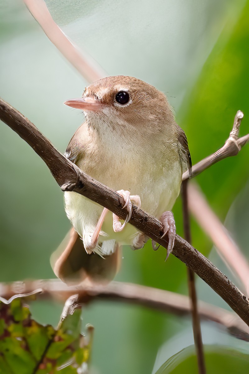 Tropical Scrubwren - ML612023205