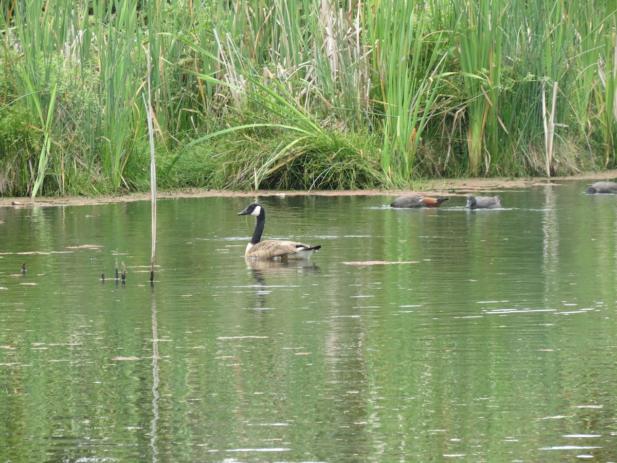 Canada Goose - ML612023208