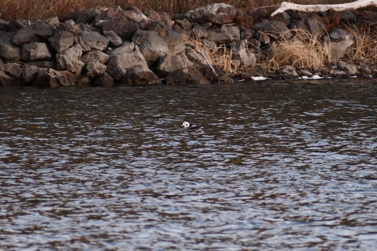 Long-tailed Duck - ML612023248