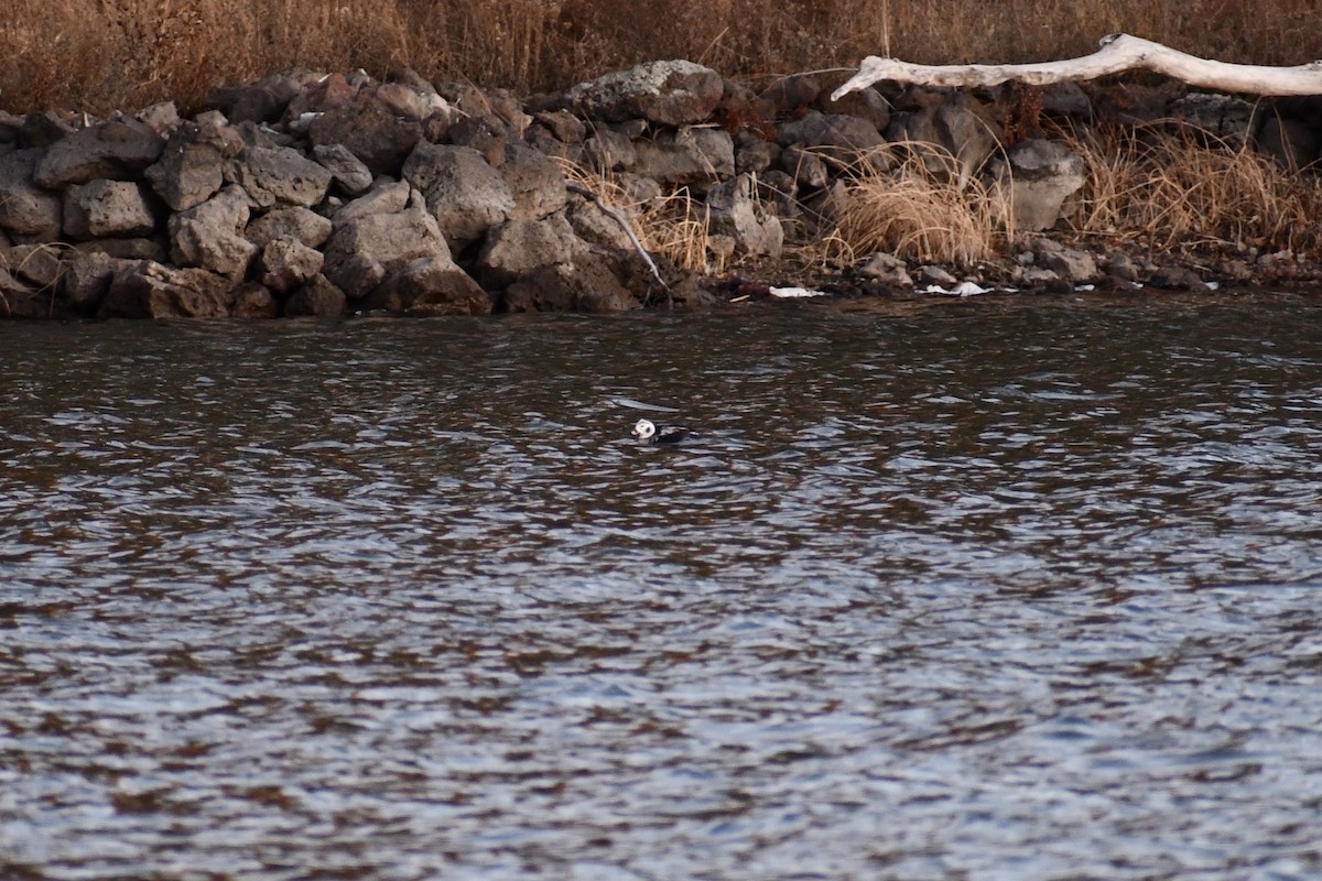 Long-tailed Duck - ML612023250