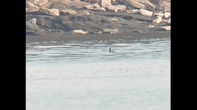 loon sp. - ML612023337