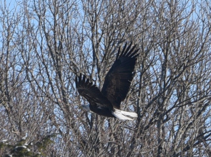 Bald Eagle - ML612023372