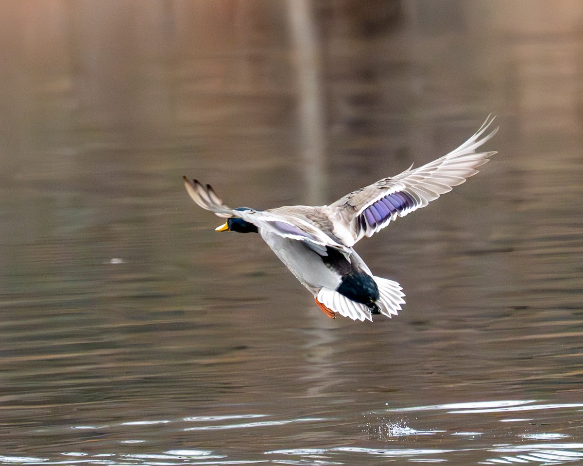 Canard colvert - ML612023487