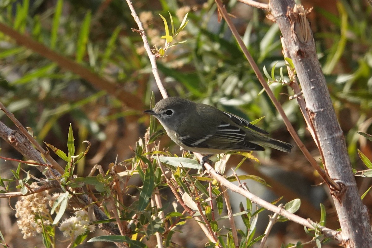 Cassin's Vireo - Cliff Cordy