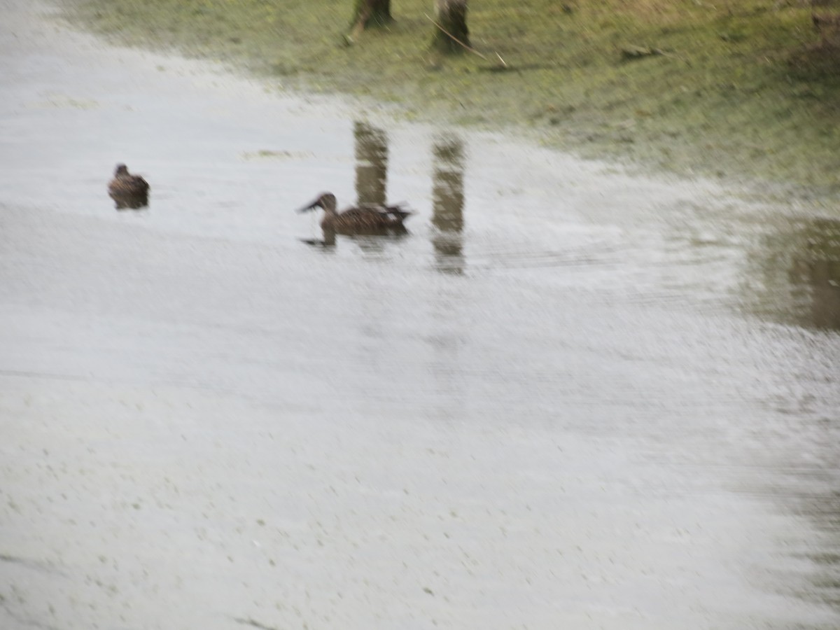 Australasian Shoveler - ML612023553