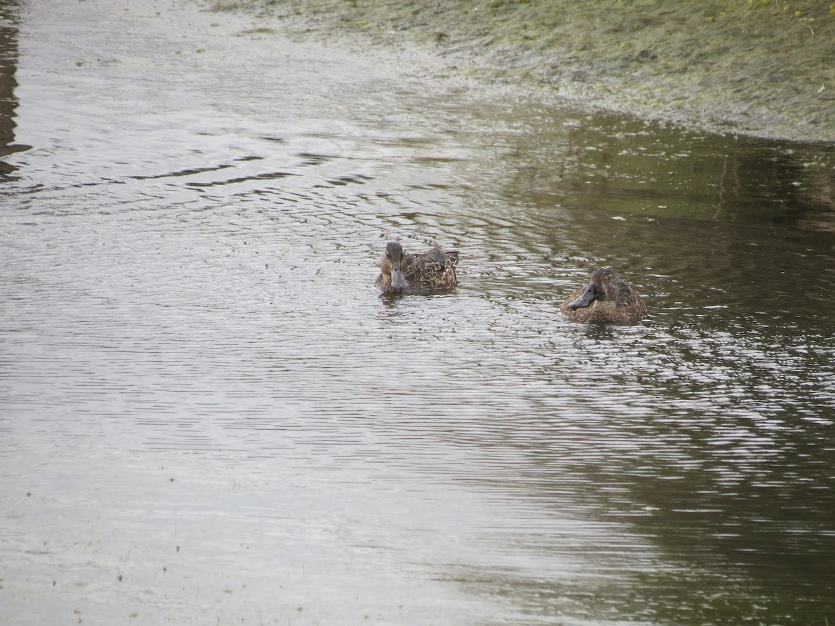 Australasian Shoveler - ML612023556